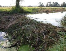 Biberdamm_Gro&szlig;e_S&uuml;lze