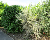 Pfaffenh�tchen-Gespinstmotte