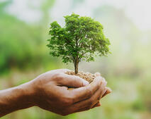 Mein Baum f�r Barleben