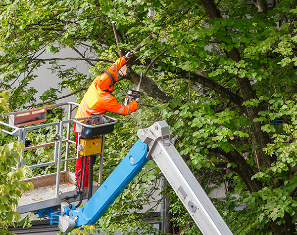 Baumschnittarbeiten: Verkehrsbehinderungen möglich