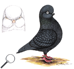 Englische Long Faced T�mmler